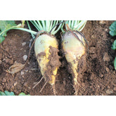 Hectarul - Seminte Sfecla  furajera URSUS  POLY C AGROSEM 70 g